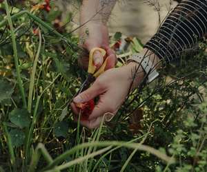 Harvesting from the Garden